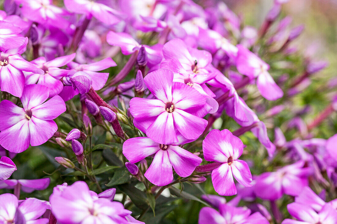 Phlox paniculata 'Flame Impruved Violet Charme'