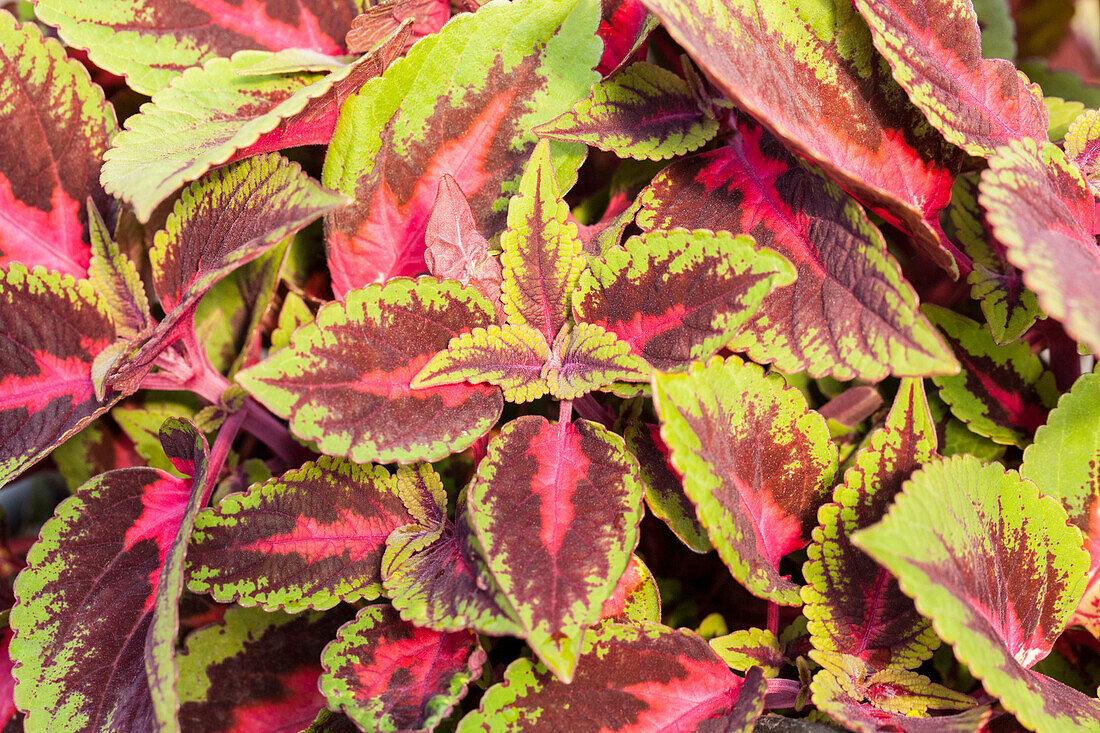 Coleus blumei 'Mainstreet Ruby Road'