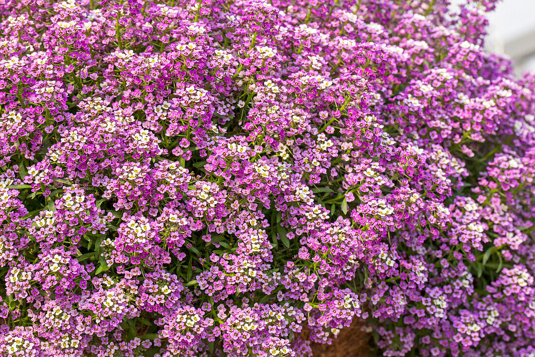 Lobularia maritima Yolo Top Lavender