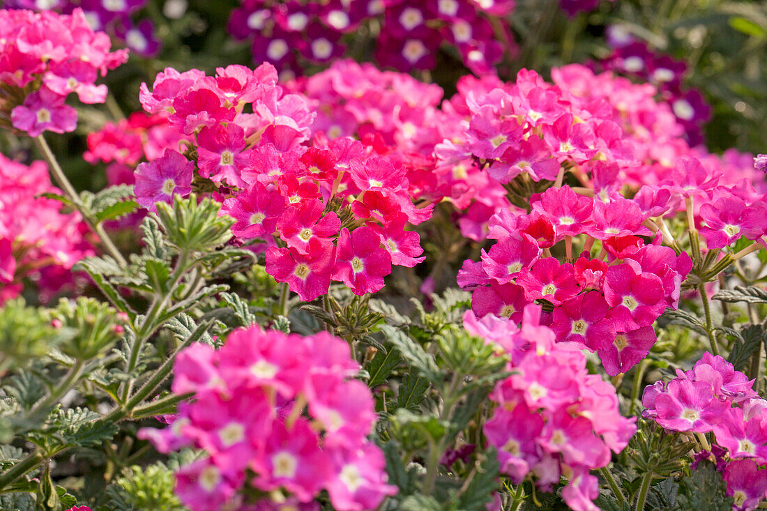 Verbena 'Empress Hot Pink Charm