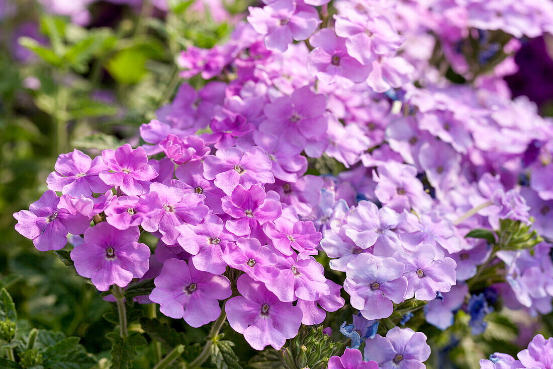 Verbena Empress Flair Lavender Blue