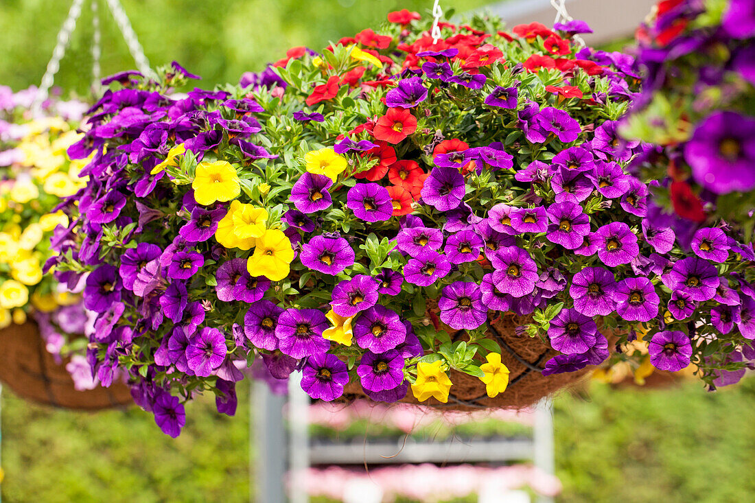 Calibrachoa 'Aloha Kona'