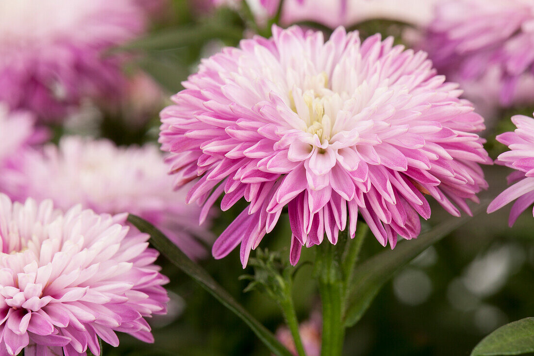 Aster novi-belgii