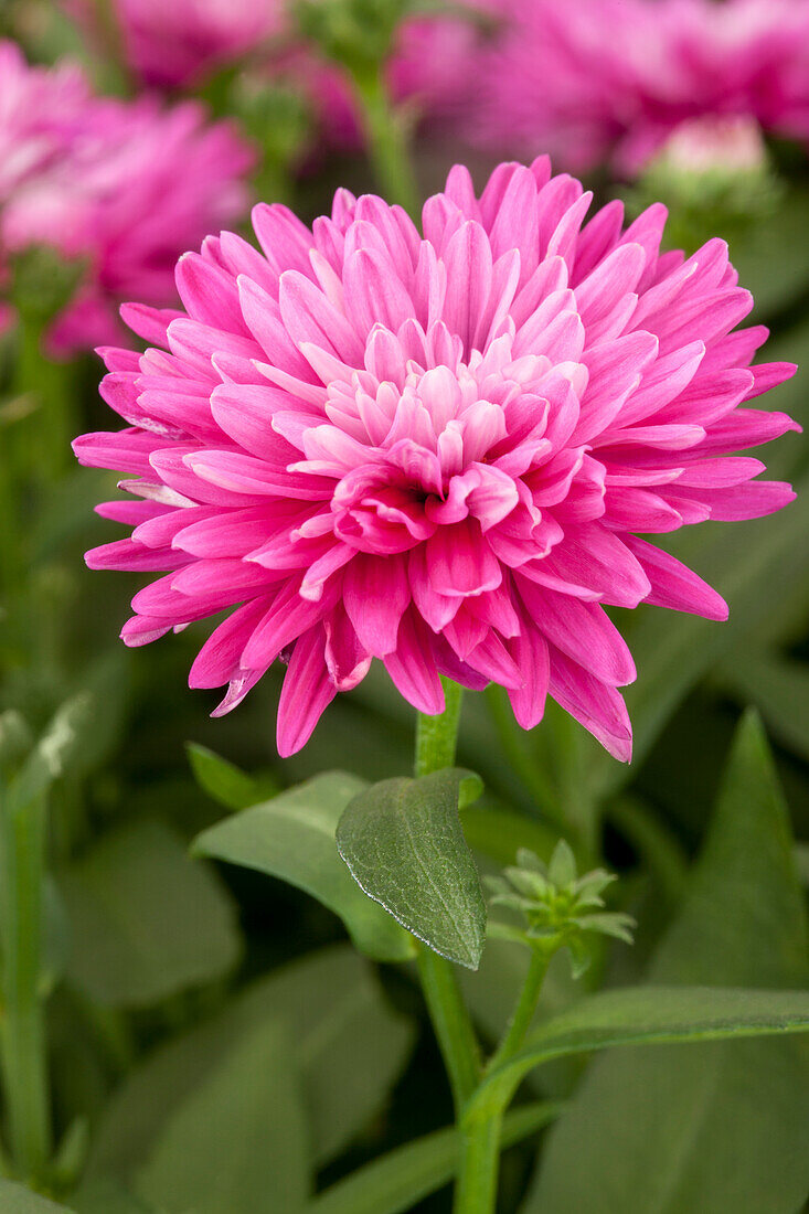 Aster novi-belgii, pink