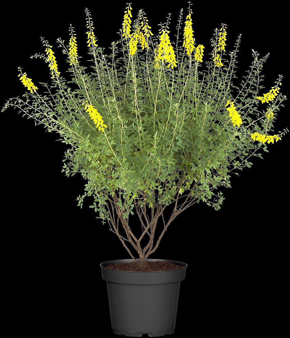 Cytisus nigricans 'Cyni'