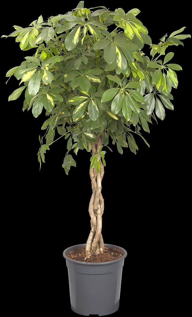 Schefflera arboricola, strain