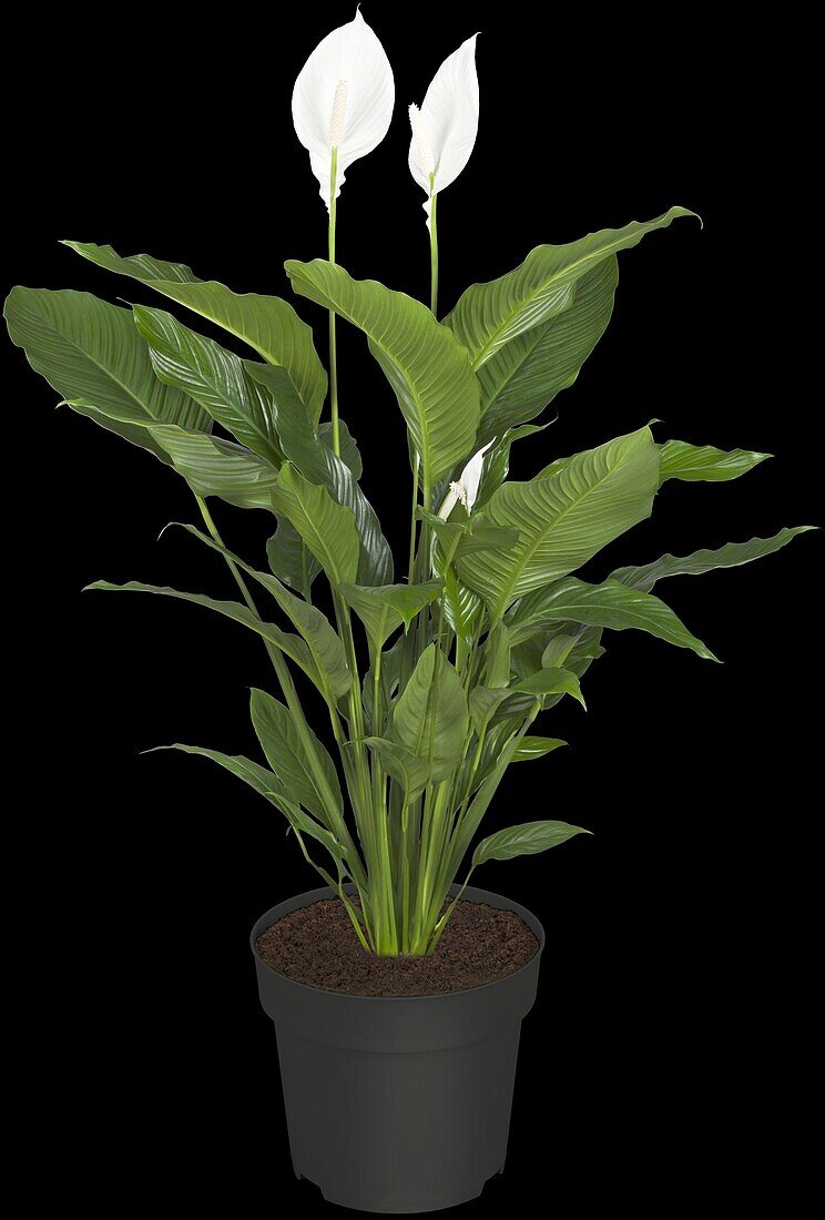 Spathiphyllum floribundum