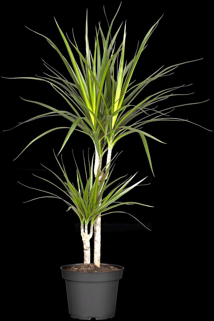 Dracaena marginata