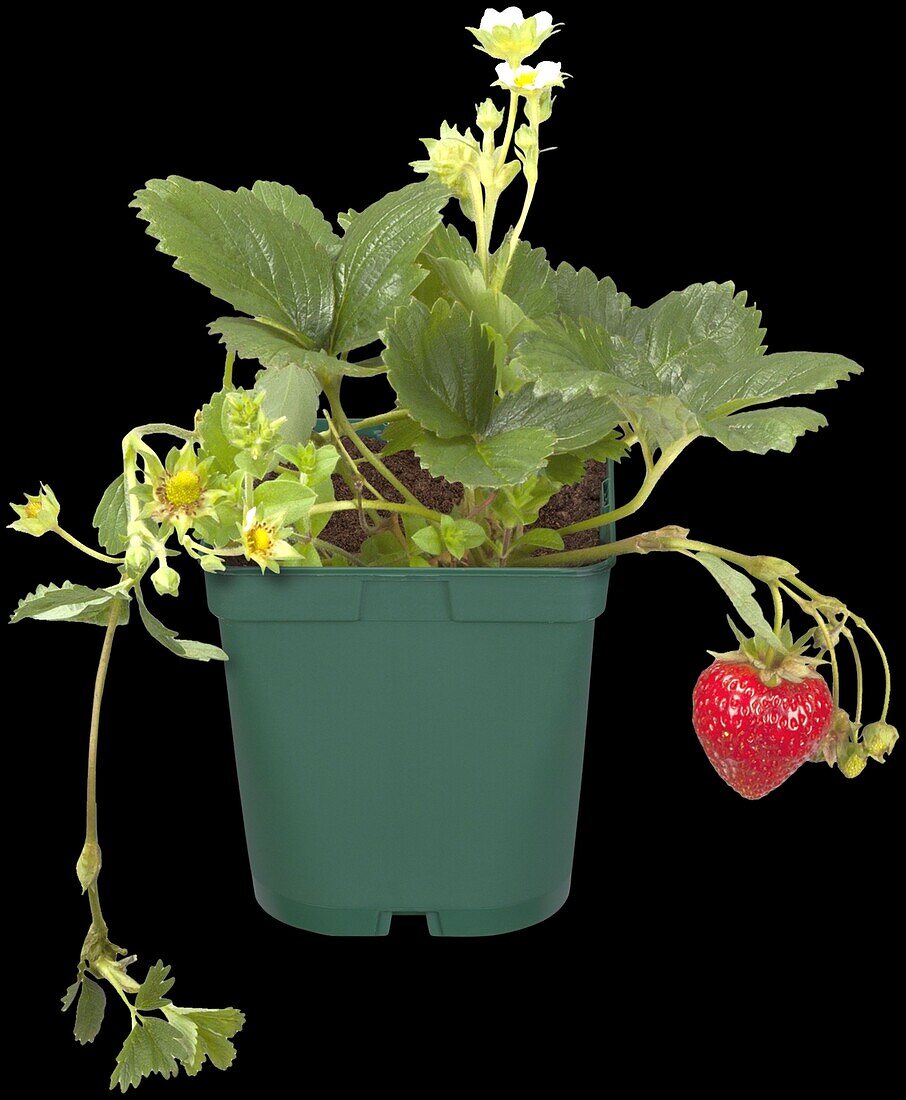 Fragaria vesca