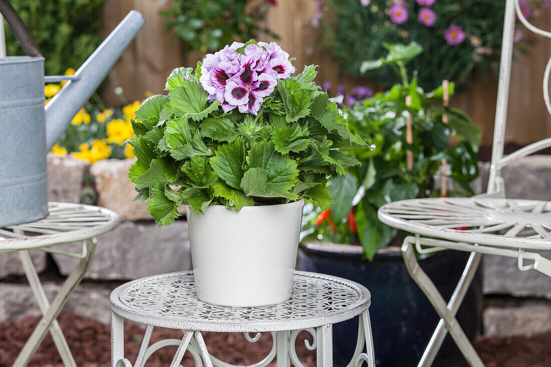 Pelargonium grandiflorum