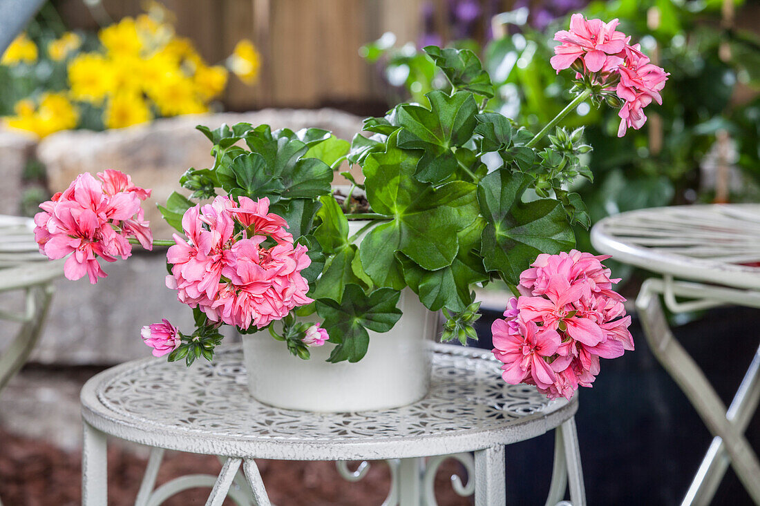 Pelargonium peltatum, rosa