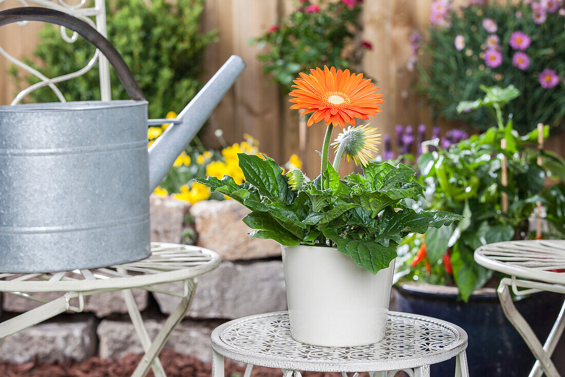 Gerbera jamesonii