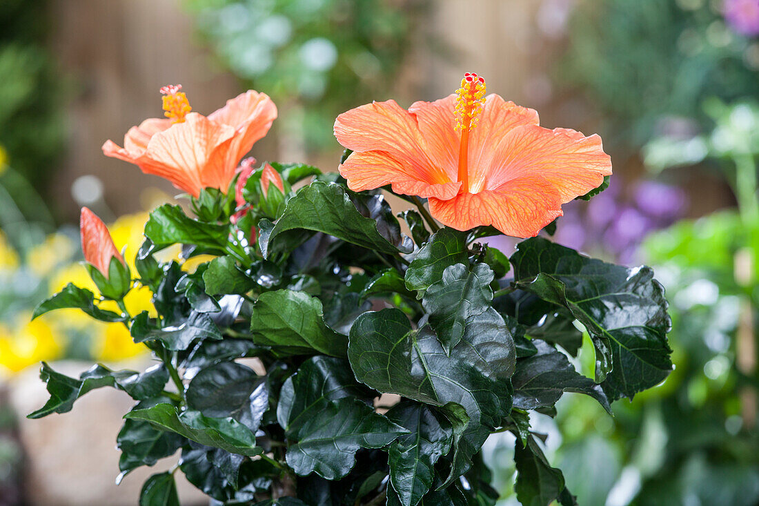 Hibiscus rosa-sinensis, orange