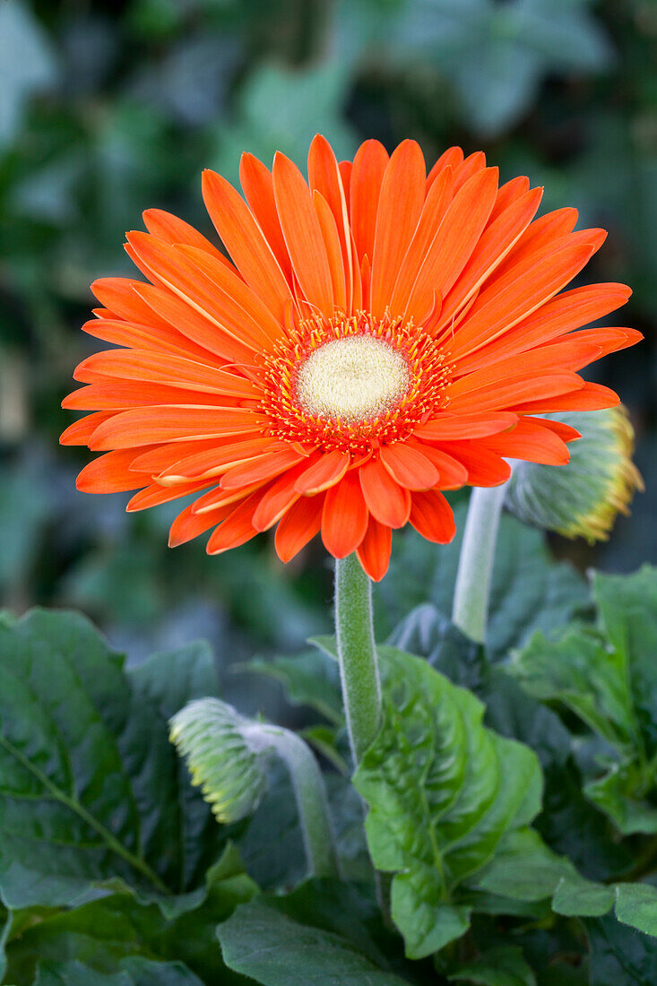 Gerbera jamesonii