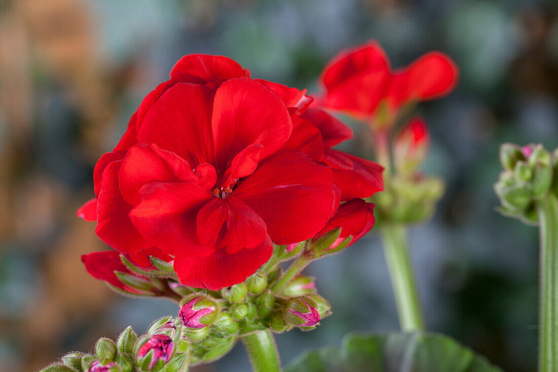 Pelargonium zonale, red