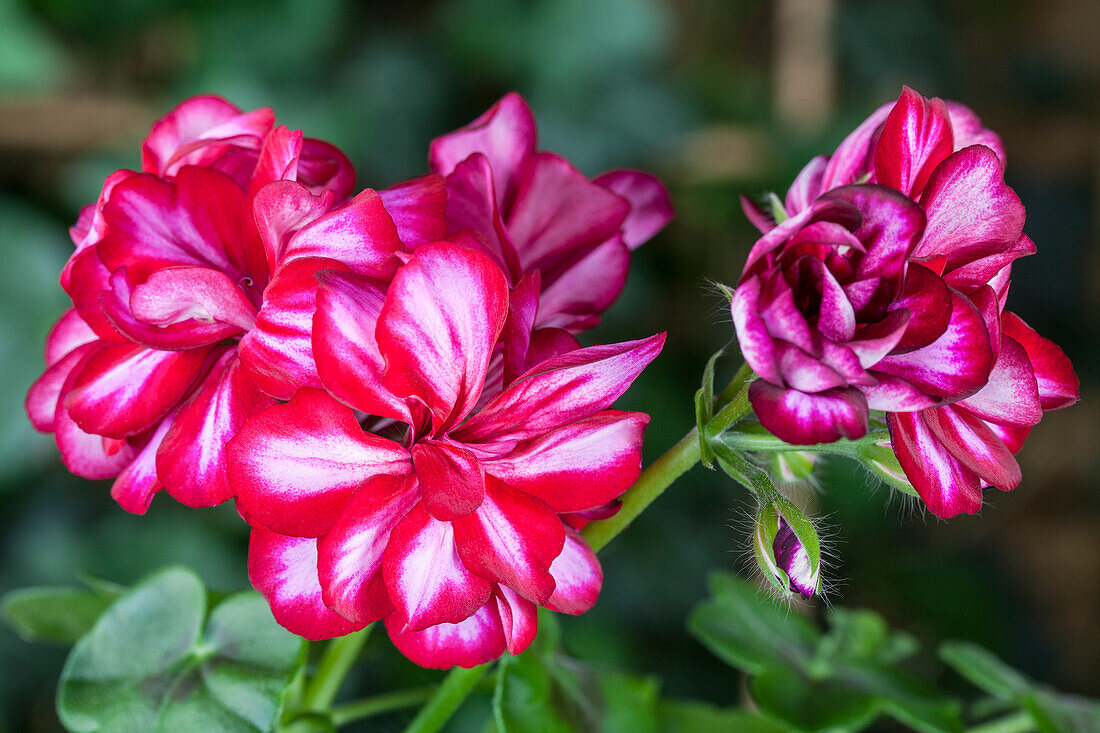 Pelargonium peltatum, rot-weiß