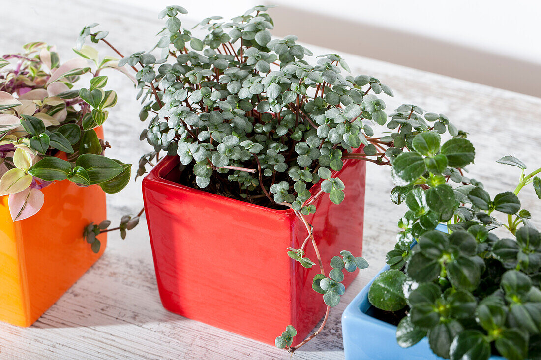 Pilea glauca