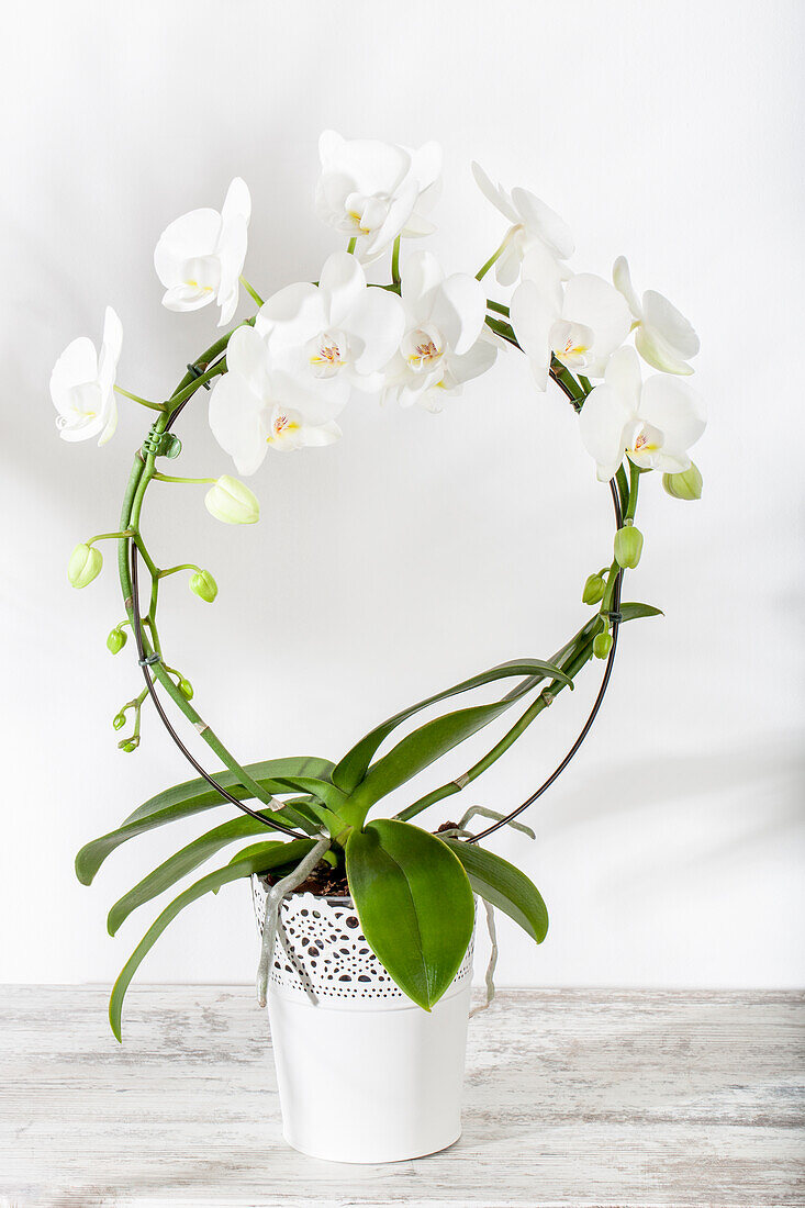 Phalaenopsis Hybride