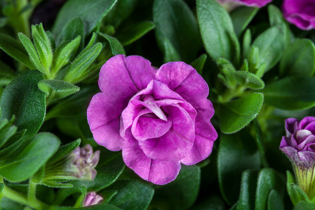 Calibrachoa, stuffed