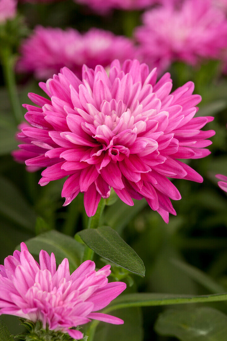 Aster novi-belgii, pink