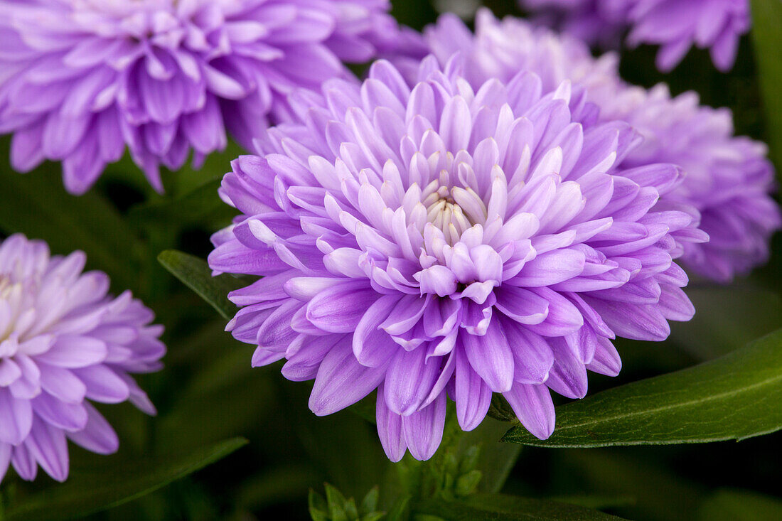 Aster novi-belgii, purple