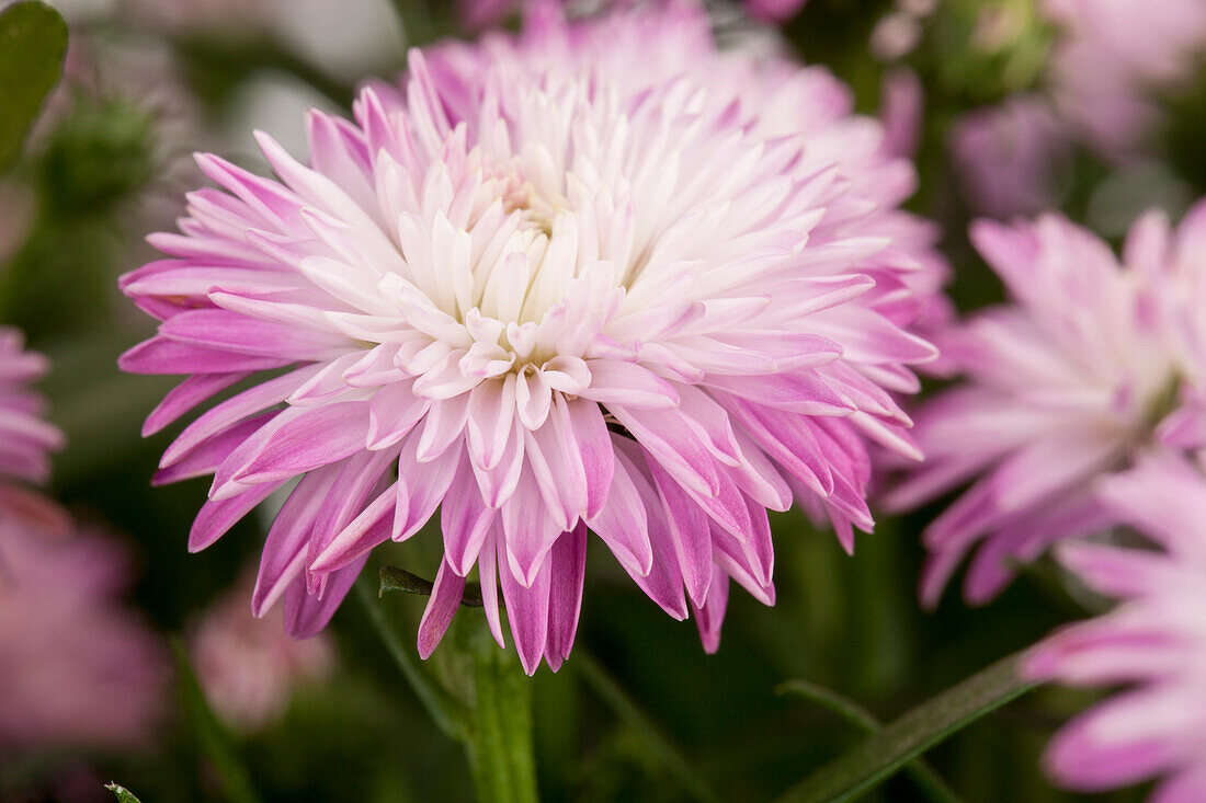 Aster novi-belgii