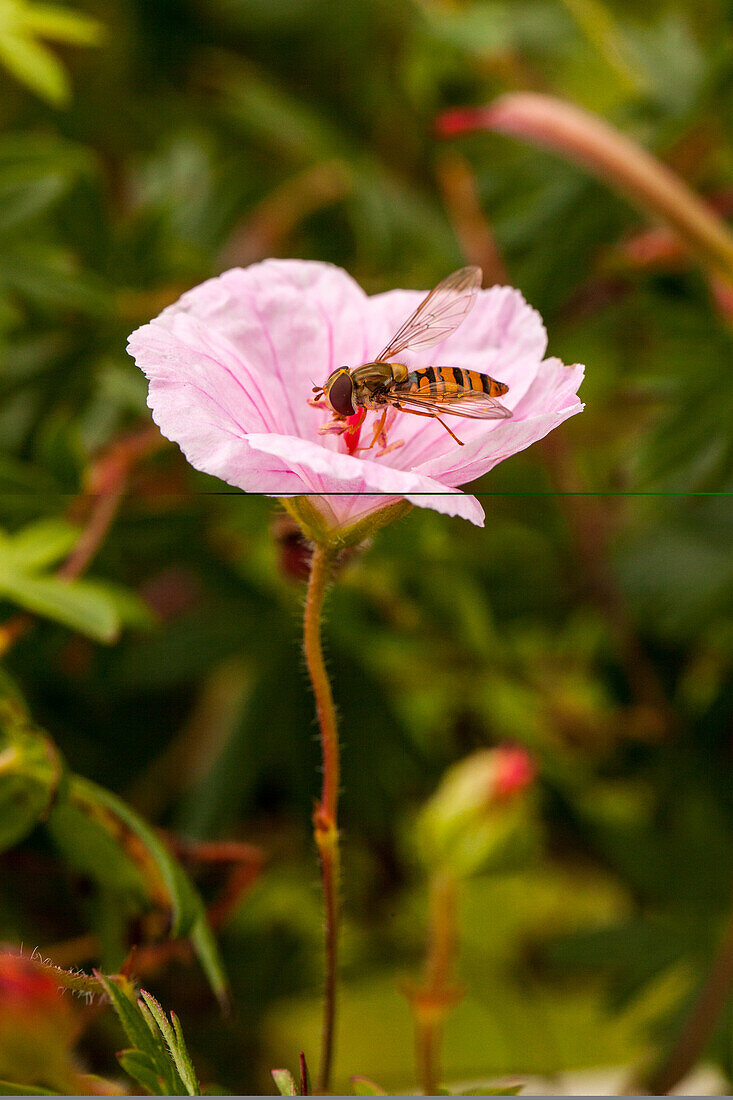 Hoverfly