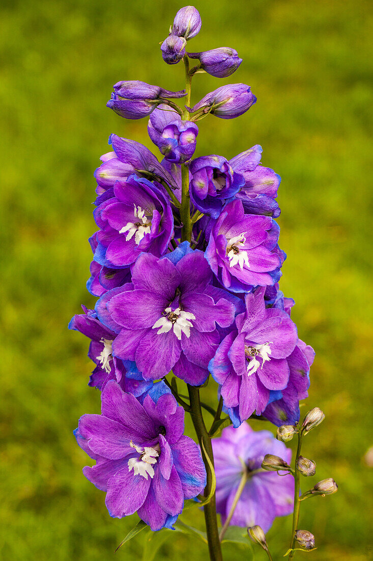 Delphinium pacific