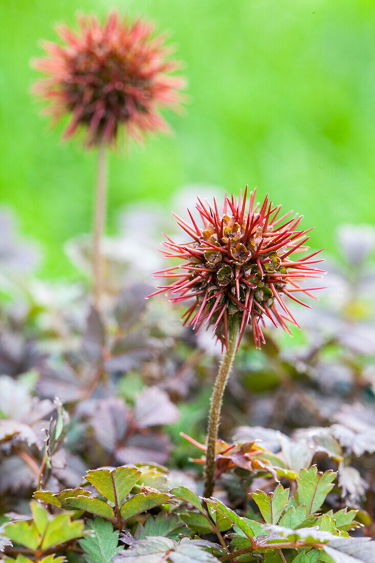 Acaena microphylla