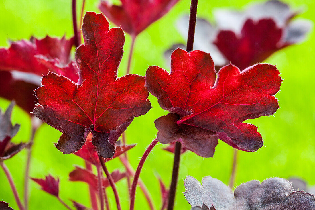 Heuchera