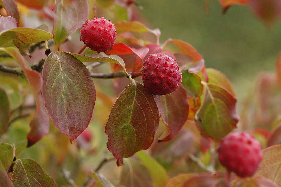 Cornus 'Teutonia