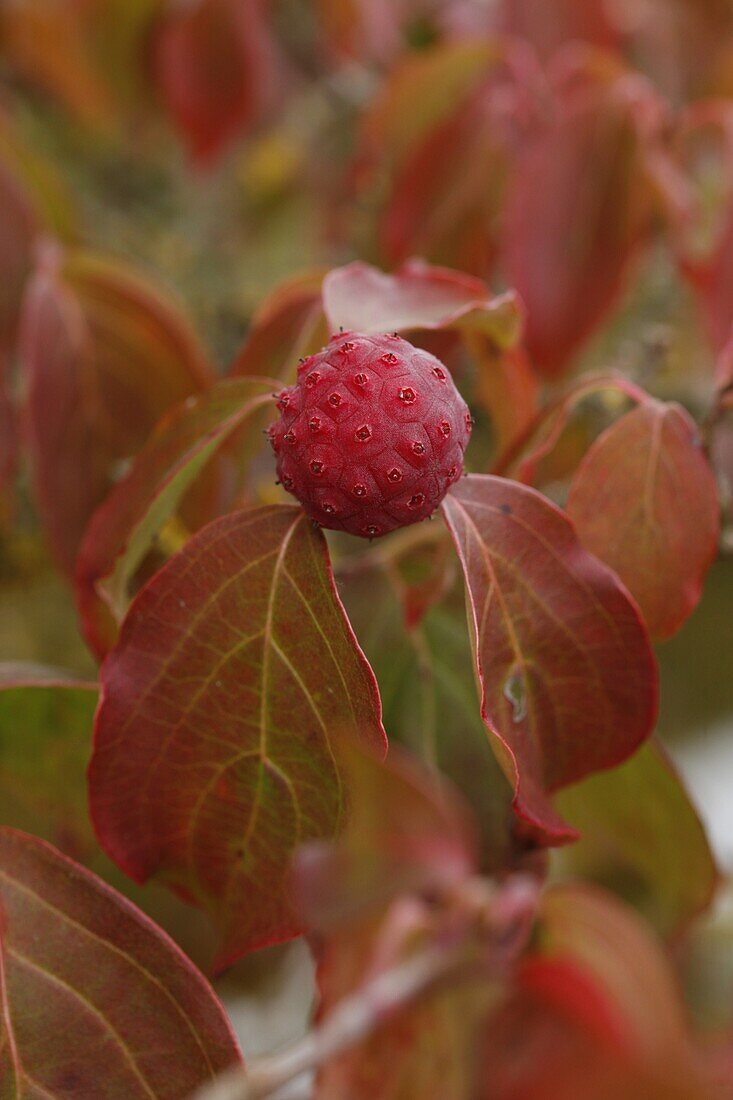 Cornus 'Teutonia'