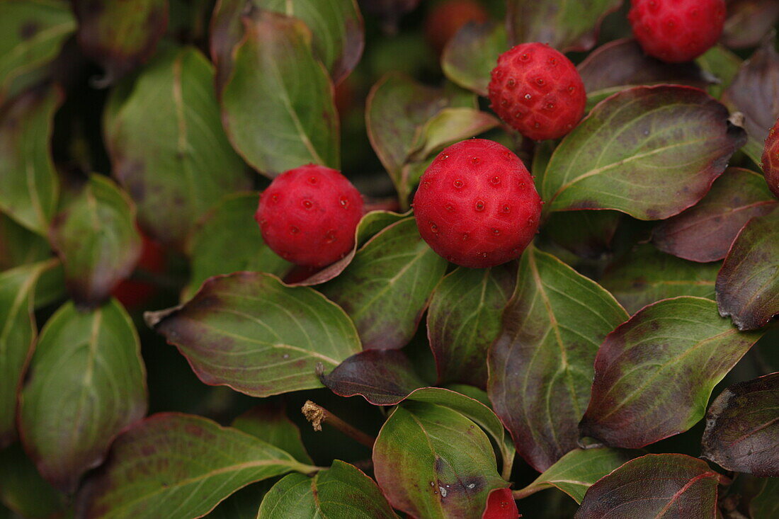 Cornus kousa var. Chinensis