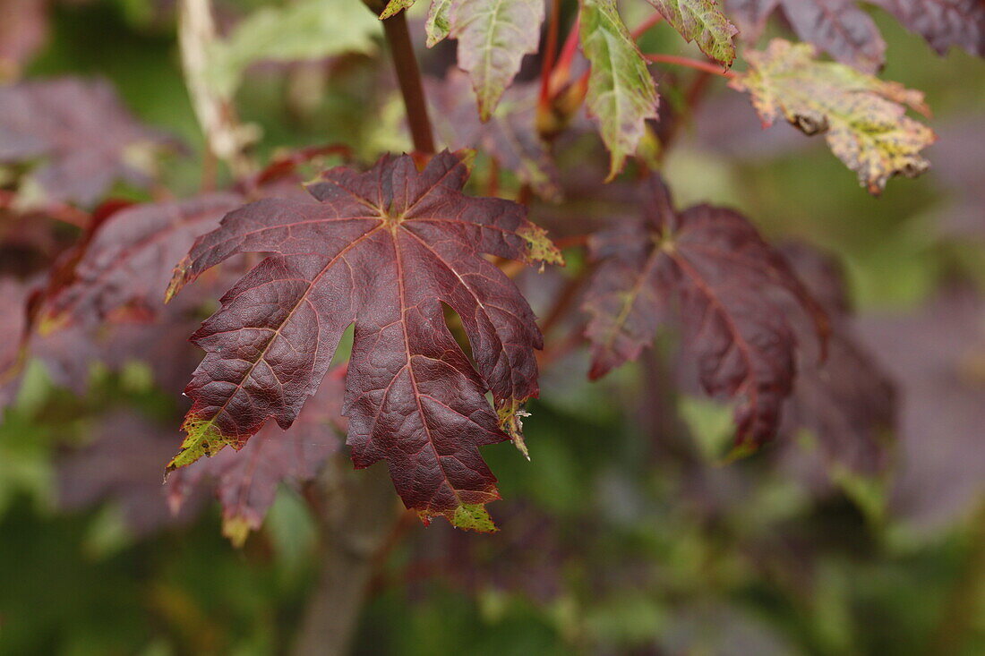 Acer japonicum Vitifolium