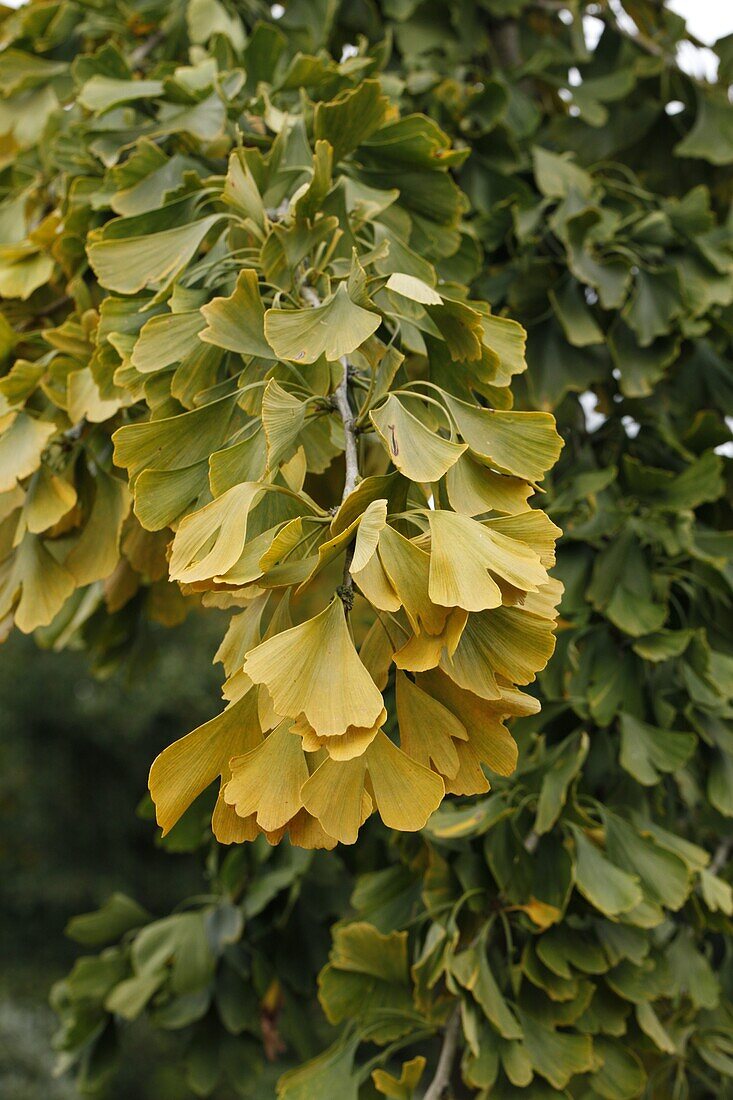 Ginkgo biloba 'Horizontalis