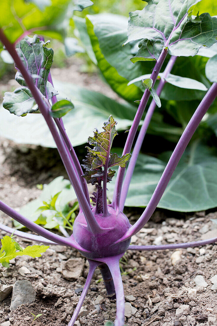 Brassica oleracea var. gongylodes, blau