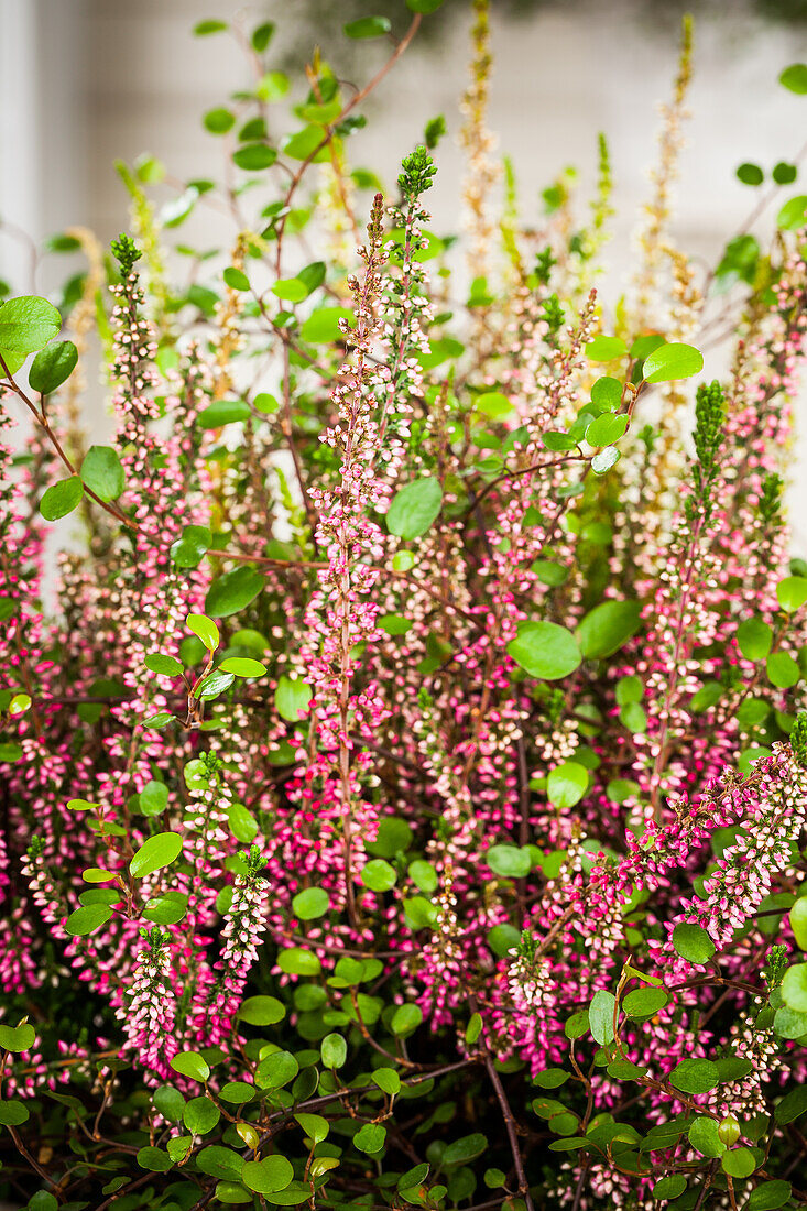 Calluna vulgaris