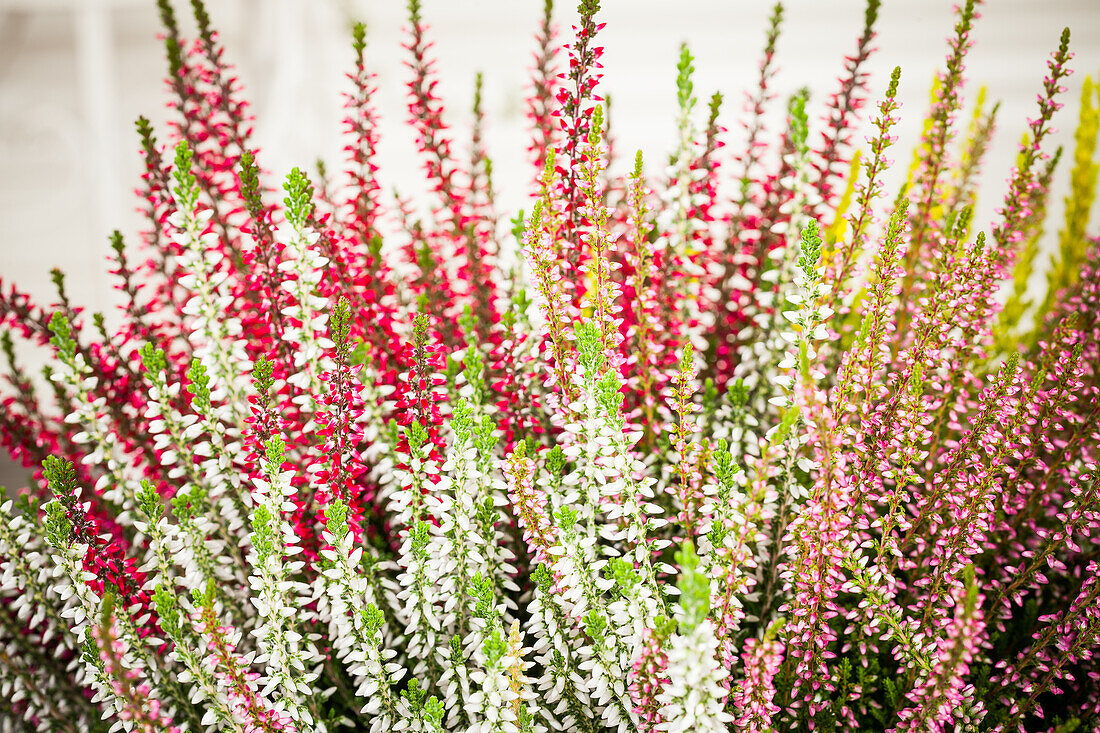 Calluna vulgaris