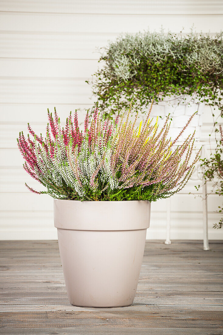 Calluna vulgaris