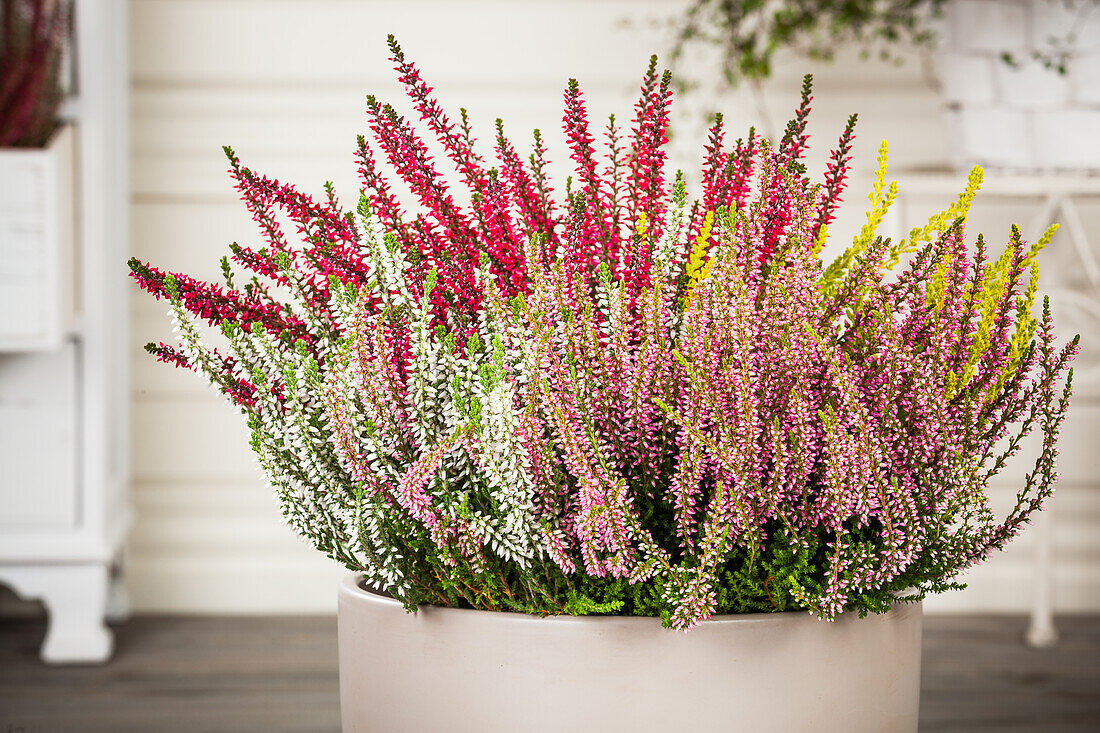 Calluna vulgaris