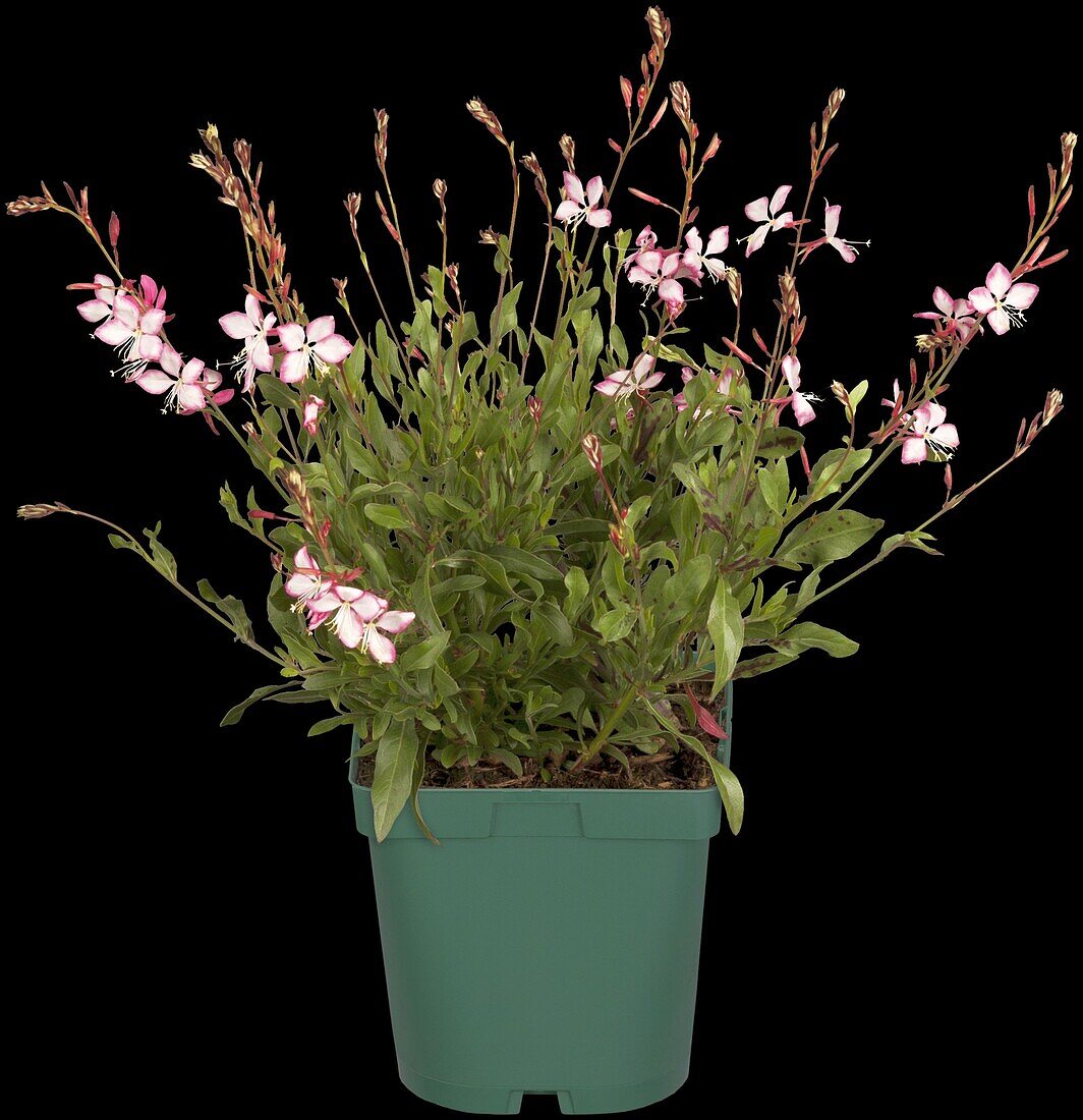 Gaura lindheimeri