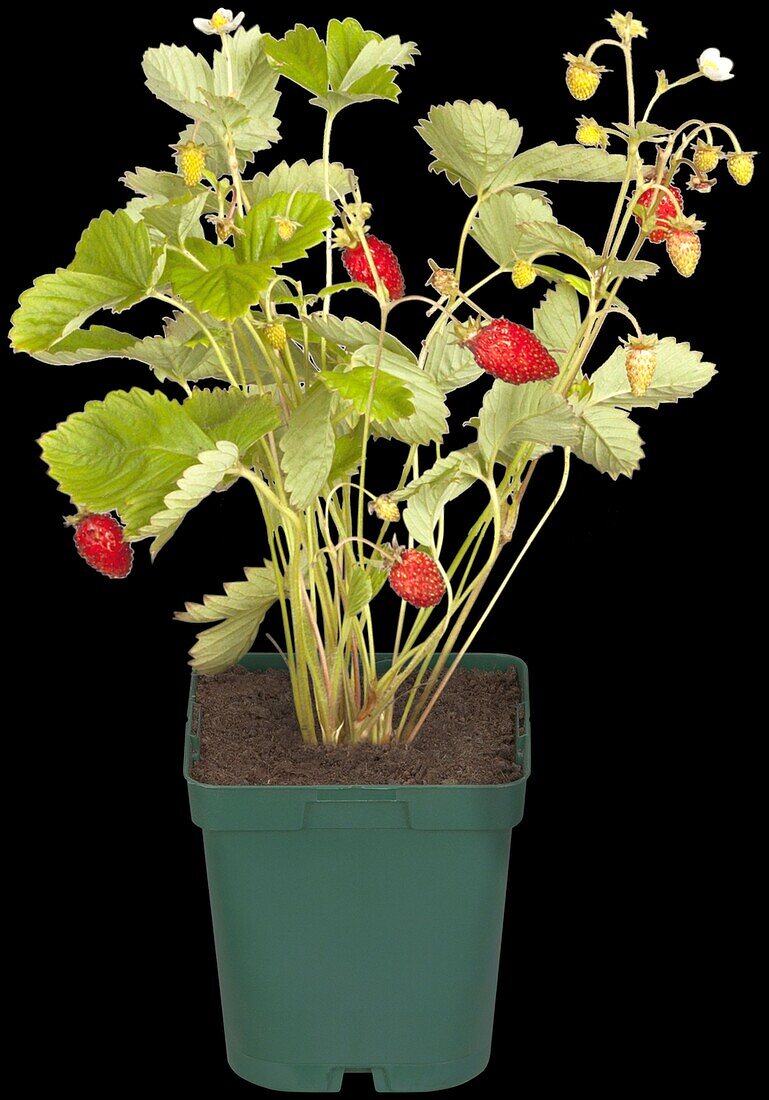 Fragaria vesca