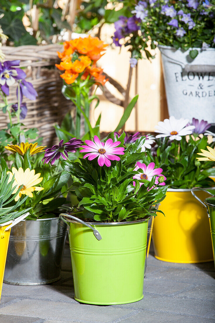 Osteospermum