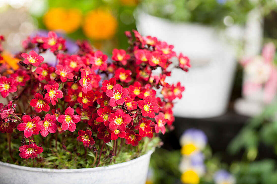 Saxifraga x arendsii