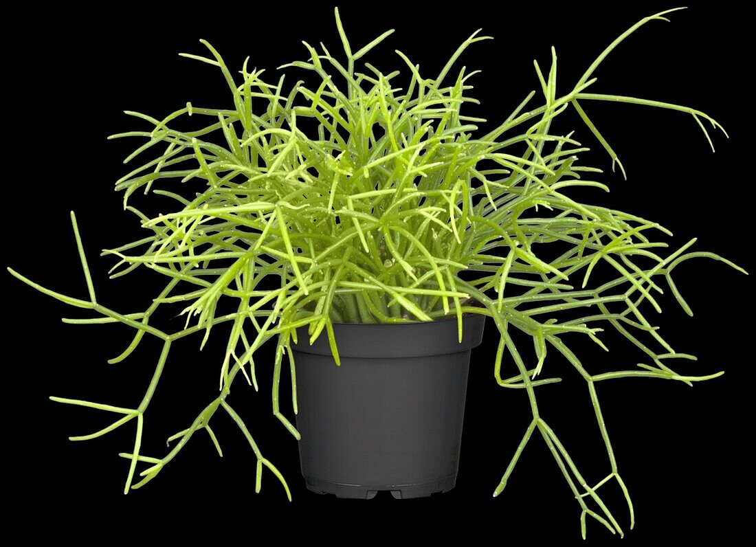 Rhipsalis