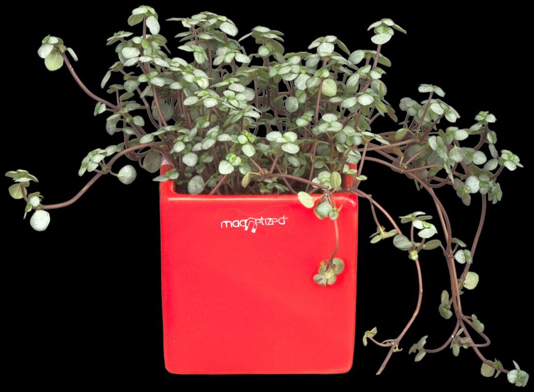 Green plants in a magnetic pot