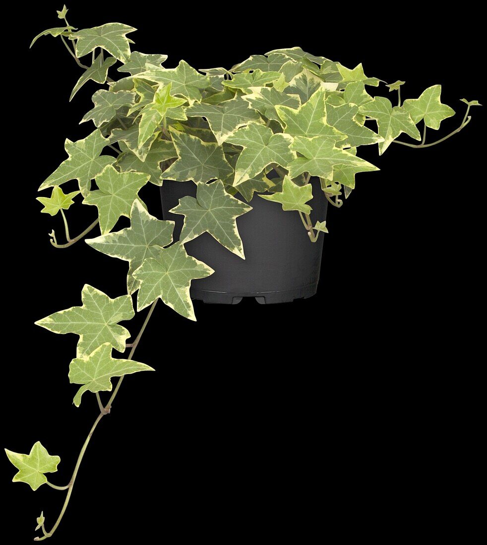 Hedera helix