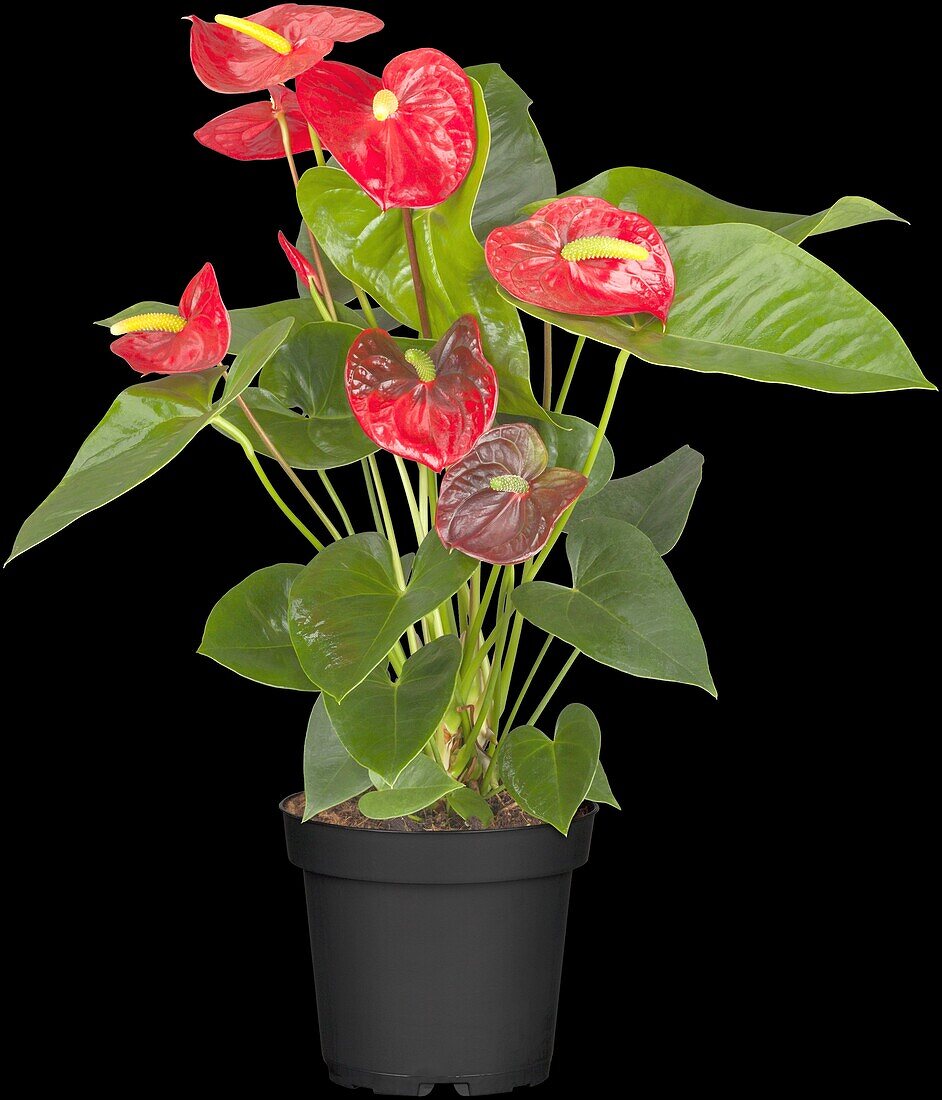 Anthurium x andreanum, red