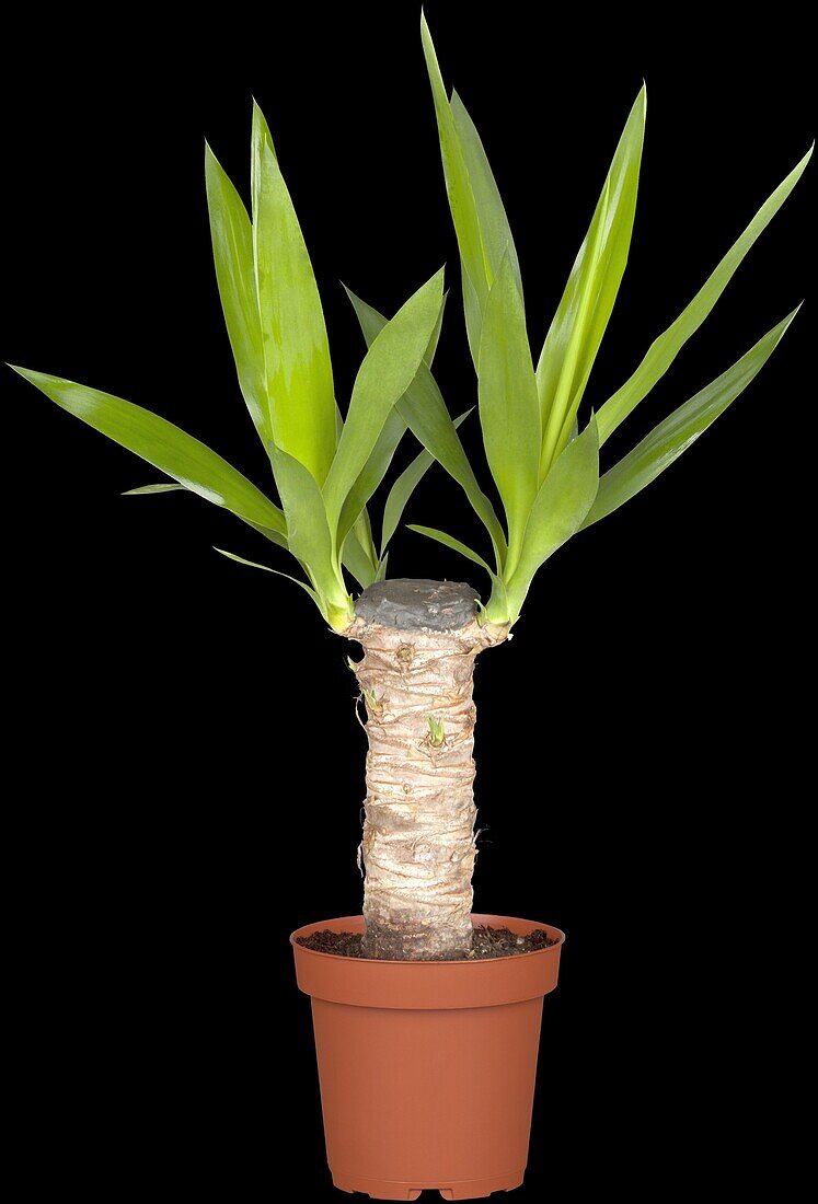 Yucca elephantipes