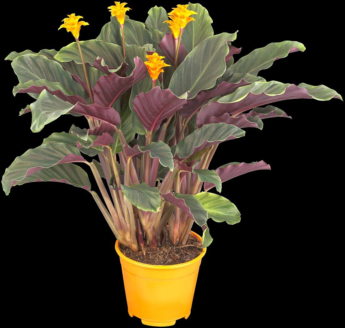 Calathea crocata